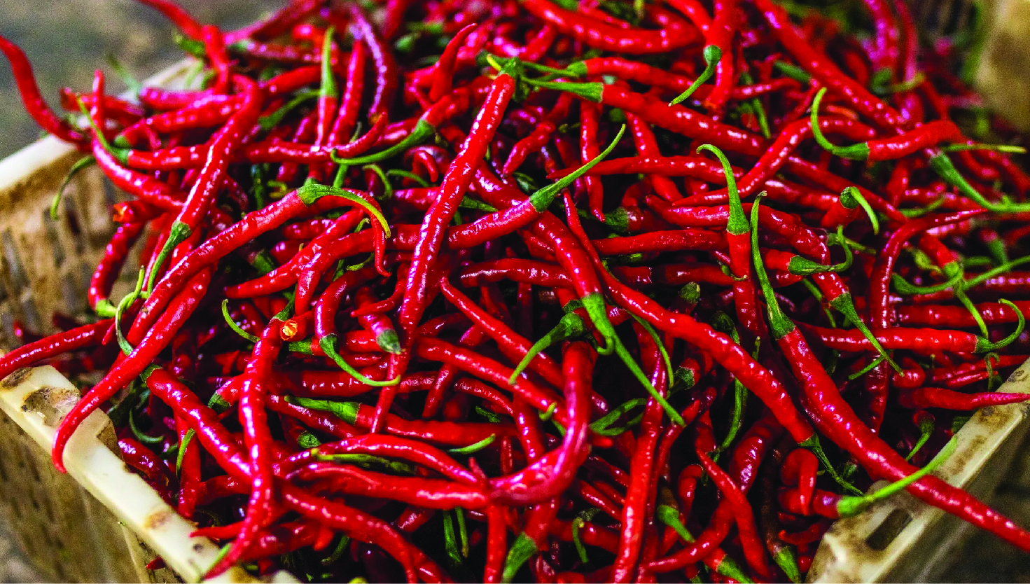 Chilli